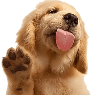 Puppy From Footer