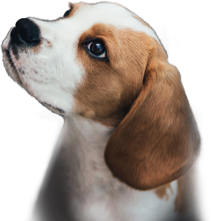 Puppy Start Screen